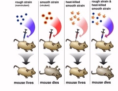 Transforming Principle by Frederick Griffin