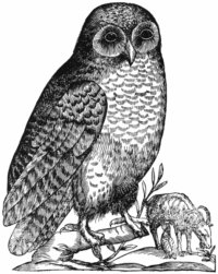 Aldrovandi Owl