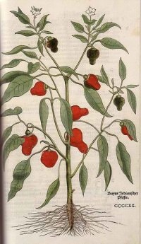 Breyter Indianischer Pfeffer