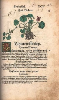 Contrafayt Kreuterbuch