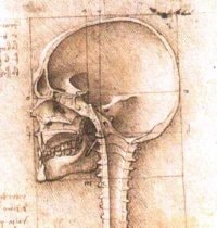 Da Vinci View of a Skull