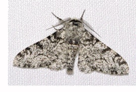Industrial Melanism - Peppered Moth 1