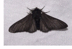 Industrial Melanism - Peppered Moth 2