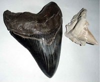 Megalodon Shark Fossilized Tooth