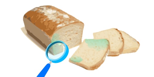 Mold Bread