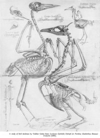 Sketch of bird anatomy by Volcher Coiter