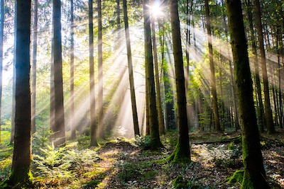 forest-3742859_1920.jpg