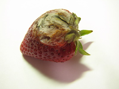 rotting_strawberry-1.jpg